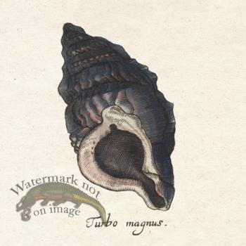 Merian Shell 7